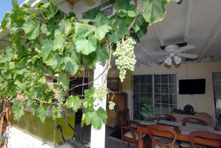 Residential Assisted Living in Tustin CA - Woodlawn Care Facility - backyard grapes